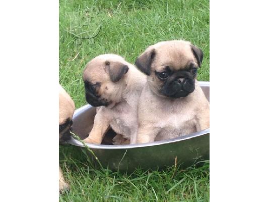 PUG